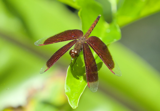 Another Grasshawk Dragonfly