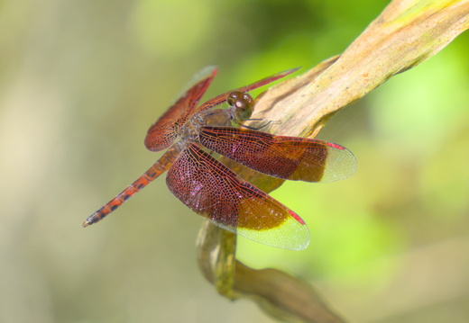A Grasshawk Dragonfly