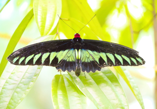 The national butterfly of Malaysia