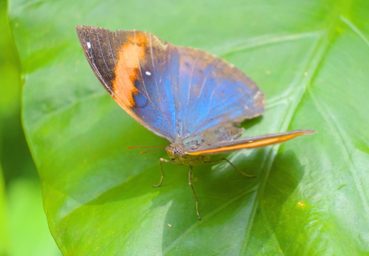 An Orange Oakleaf Butterfly
