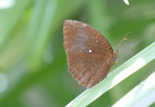 Common as they come, a Palmfly butterfly
