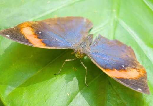 An Orange Oakleaf Butterfly