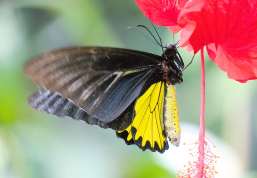 Garden Wildlife