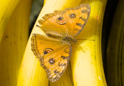A Peacock Pansy Butterfly