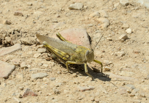 Insects