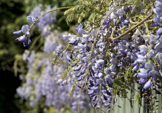 Hanging Wisteria