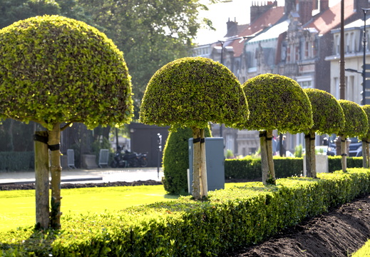 Mushroom trees