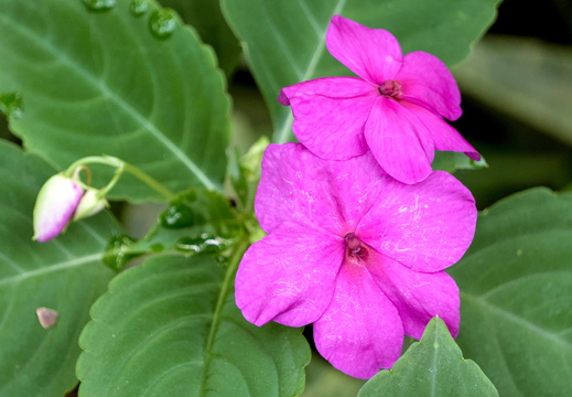 All Magenta bizzy lizzie