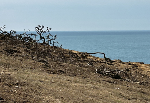 Dried out trees