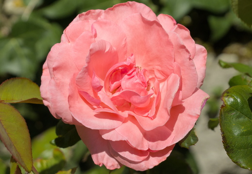  Pink and more pink