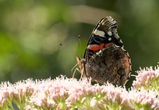 At peace on a flower
