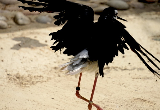 A dancing bird