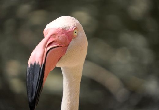 A miserable flamingo?