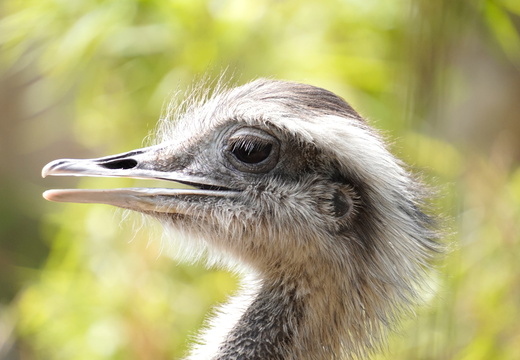 Long eye lashes