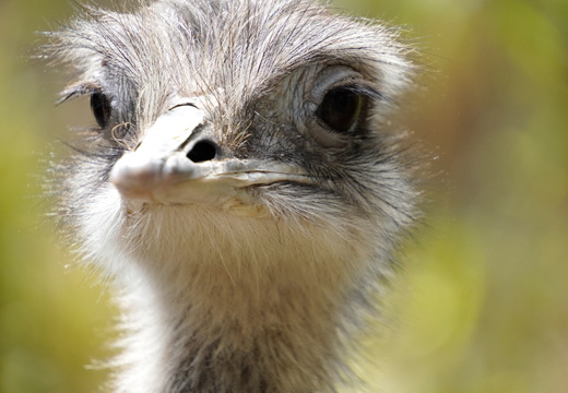 Furry face. Or is feathered face more appropriate?