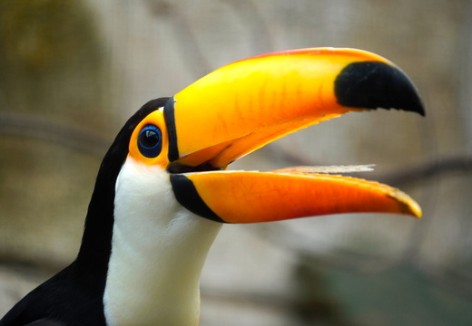 A nice shiny beak