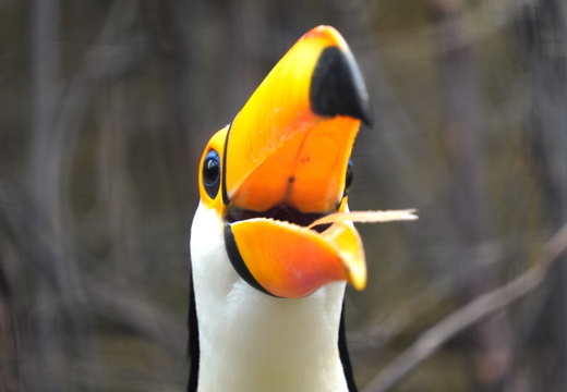 A brand new toucan
