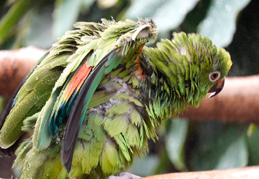 A parrot cooling off