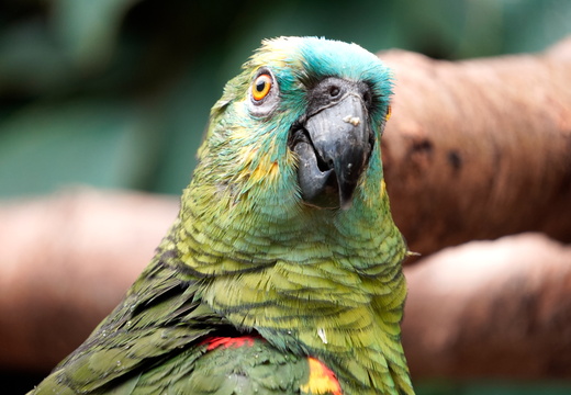 Parrot Face