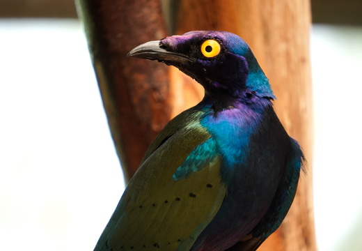 A glossy starling