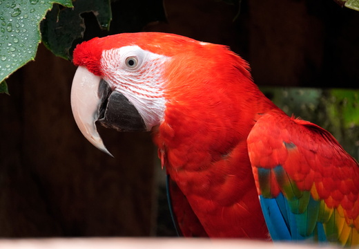  Nero the red Macaw