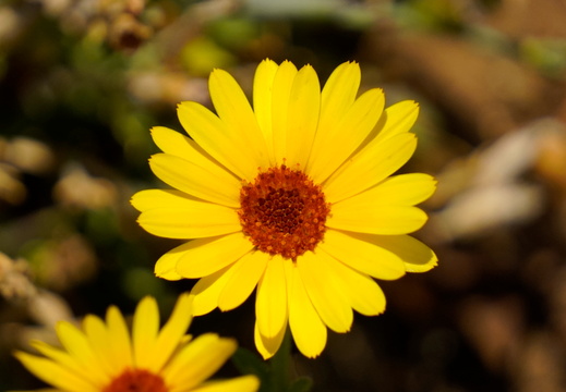 The wonder of the summer