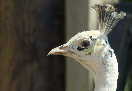 A white peacock...