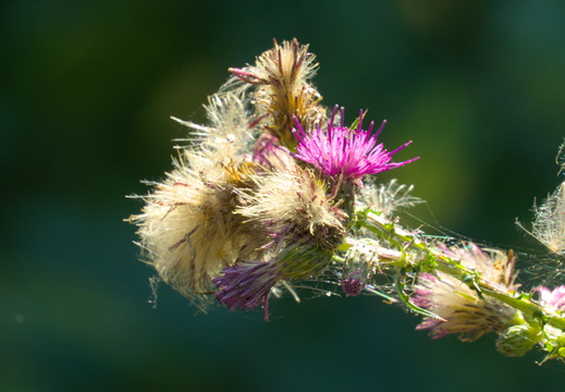 A cobwebed thistle