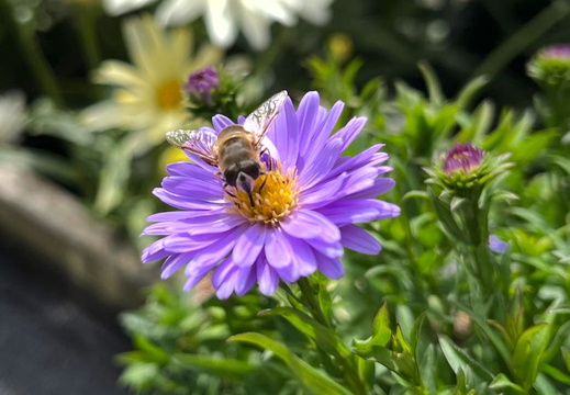 Bee on a violet flower