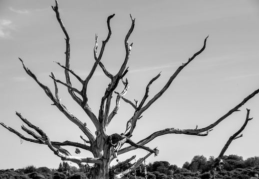 A spikey Lighting Tree
